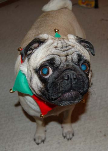 Jingle Pugs