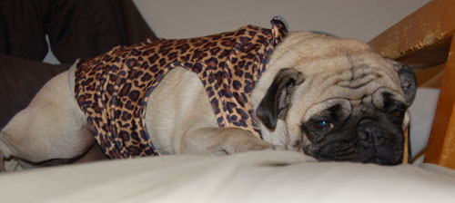 Sheba and Rio = Big Cats