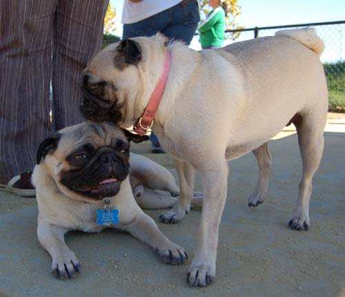Pugs Pugs Pugs Mountain View Dog Park Fun October 8, 2005