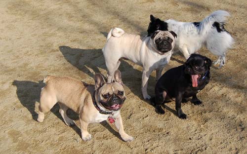Mountain View Dog Park Pug Fun - 4 Feb 2006