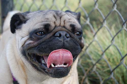 Pugs Pugs Pugs Mountain View Dog Park Fun October 22, 2005
