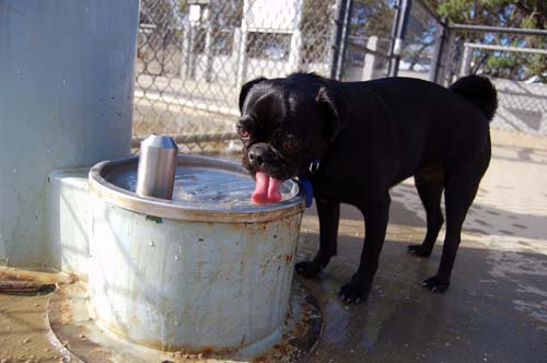Mountain View Dog Park Sunday Fun - February 18, 2007