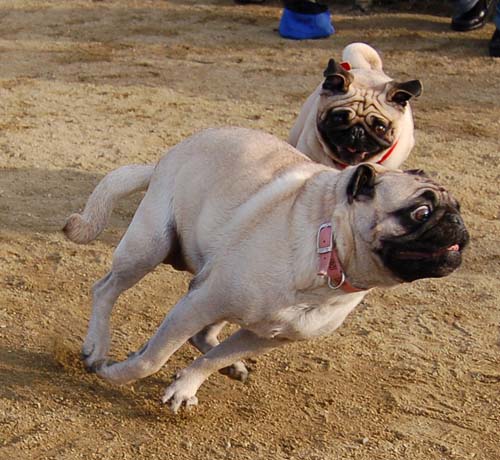 Mountain View Dog Park Pug Fun - 4 Feb 2006