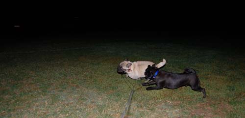 Late Night with Sheba and Rio - click here for more hug pug photos