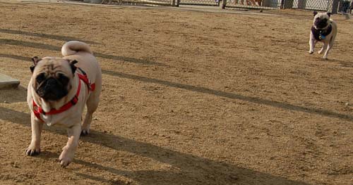 Rio and Sheba Return to the Dog Park