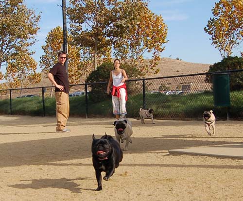 Pugs Pugs Pugs Mountain View Dog Park Fun October 22, 2005