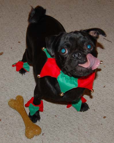 Jingle Pugs