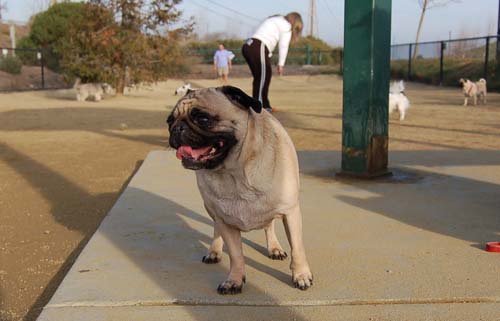 Mountain View Dog Park Pug Fun - 4 Feb 2006