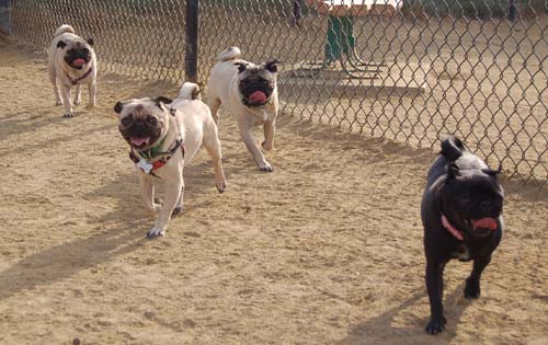 Pugs Pugs Pugs Mountain View Dog Park Fun October 22, 2005