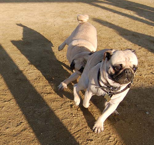 Loki Battles at the Mountain View Dog Park - February 18, 2007