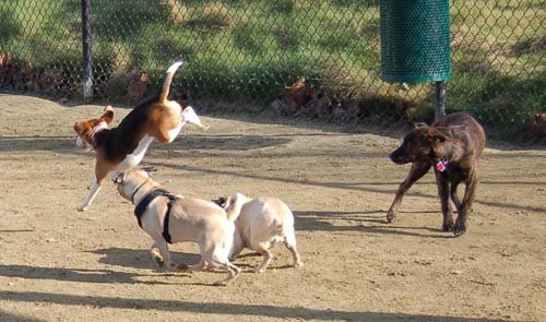 Chase and Race at the Mountain View Dog Park