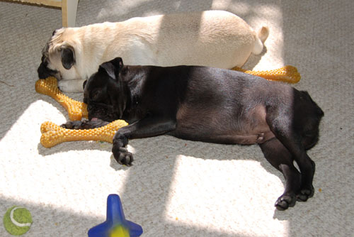 Sheba Work and Shirt