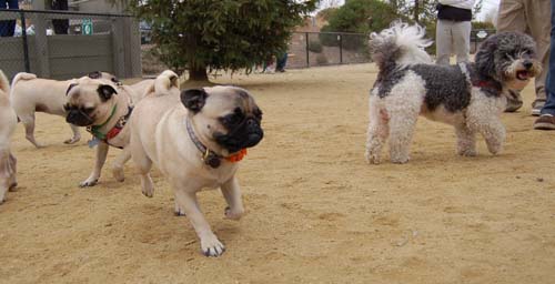 Pugs Pugs Pugs Mountain View Dog Park Fun October 15, 2005