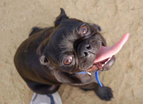 Pugs Pugs Pugs Mountain View Dog Park Fun October 22, 2005