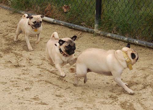 Mountain View Dog Park - February 25, 2007
