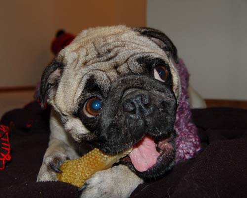 Happy Fun Clothes for Rio and Sheba