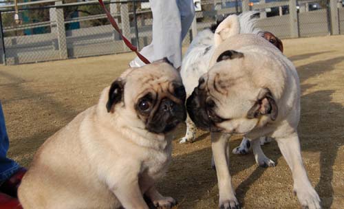 Mountain View Dog Park Pug Fun - 4 Feb 2006