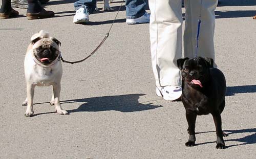 San Francisco Bay Walk of Fun