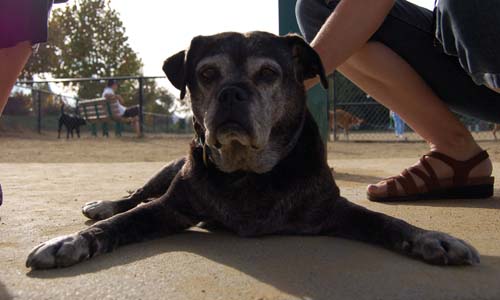 Pugs Pugs Pugs Mountain View Dog Park Fun October 22, 2005