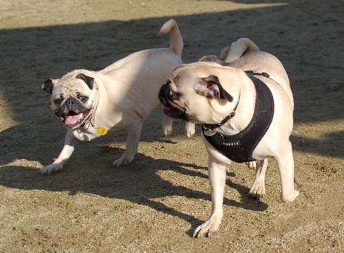 Smiling Sunday Pugs at the Mountain View Dog Park