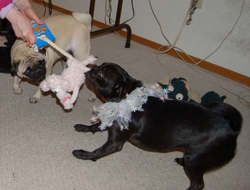 Merry Christmas Pugs