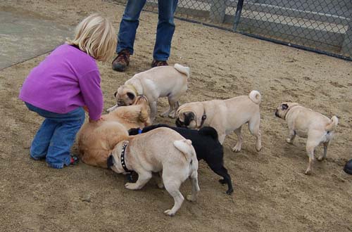 Mountain View Dog Park - February 25, 2007