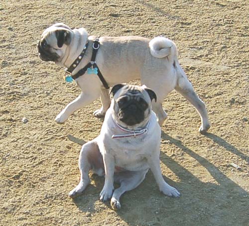 Mountain View Dog Park Sunday Fun - February 18, 2007