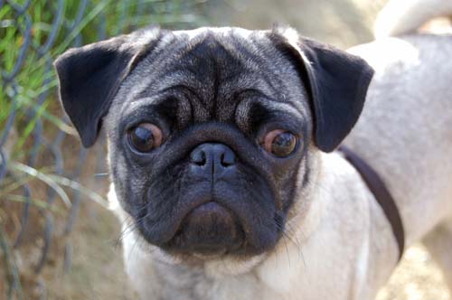 Mountain View Dog Park Sunday Fun - February 18, 2007