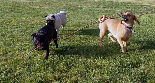 Willow, Rio, Camille and Sheba