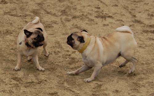 Mountain View Dog Park - February 25, 2007