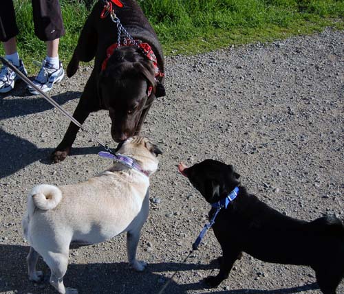 San Francisco Bay Walk of Fun