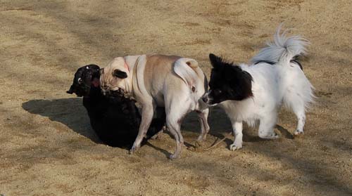 Mountain View Dog Park Pug Fun - 4 Feb 2006