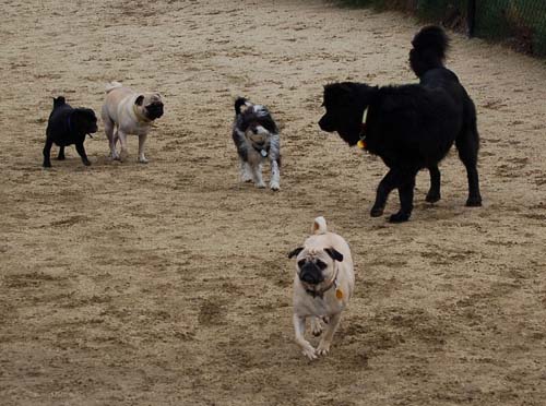Mountain View Dog Park - February 25, 2007