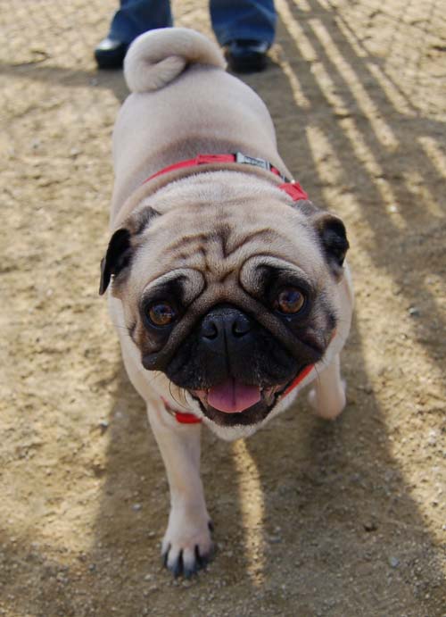 Mountain View Dog Park Sunday Fun - February 18, 2007