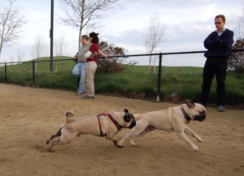 Mountain View Dog Park - March 4, 2007