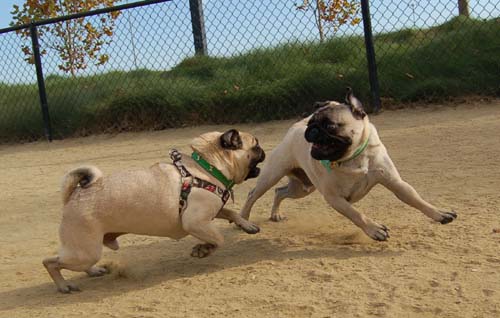Pugs Pugs Pugs Mountain View Dog Park Fun October 22, 2005