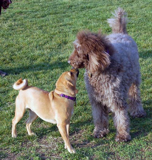 Willow, Rio, Camille and Sheba