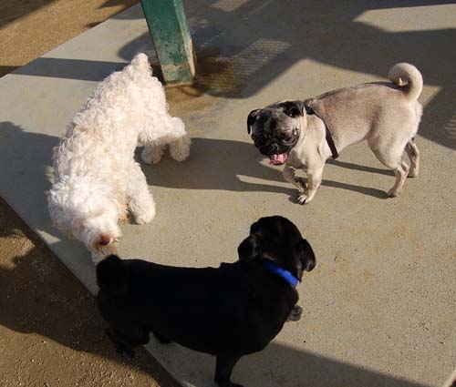 Mountain View Dog Park Sunday Fun - February 18, 2007
