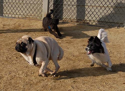 Mountain View Dog Park Pug Fun - 4 Feb 2006