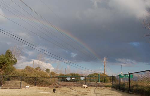 Rio and Sheba Return to the Dog Park