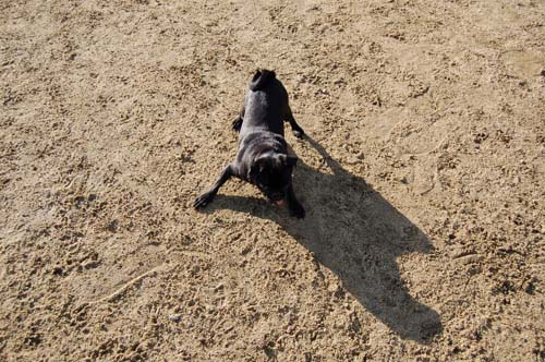 Chase and Race at the Mountain View Dog Park