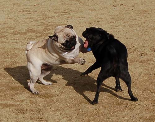 Mountain View Dog Park Sunday Fun - February 18, 2007