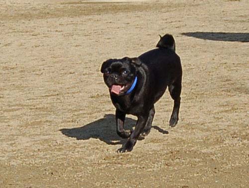 Smiling Sunday Pugs at the Mountain View Dog Park