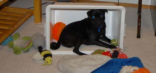 Rio in a Box with Toys