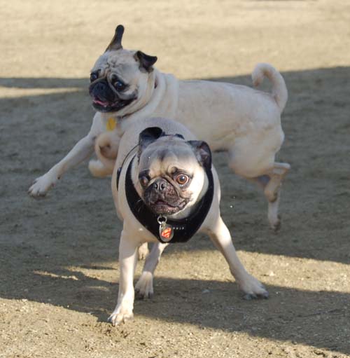 Chase and Race at the Mountain View Dog Park
