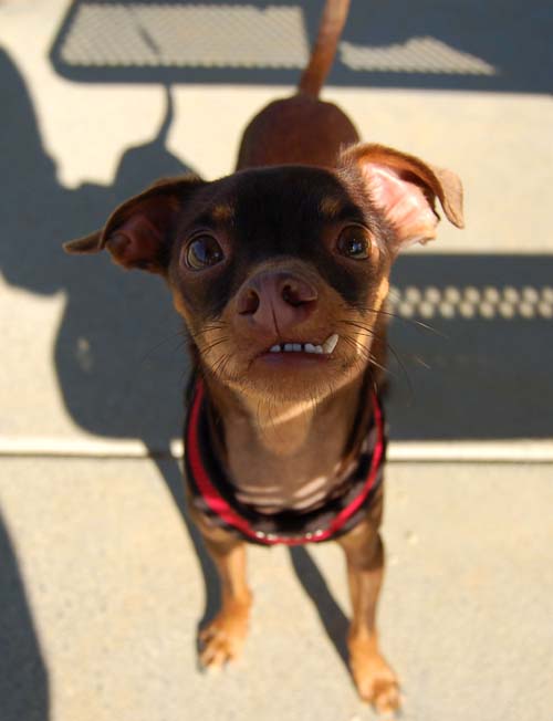 Pugs Pugs Pugs Mountain View Dog Park Fun October 8, 2005