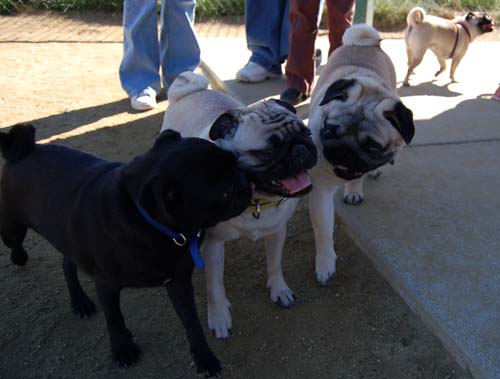 Mountain View Dog Park - March 11, 2007