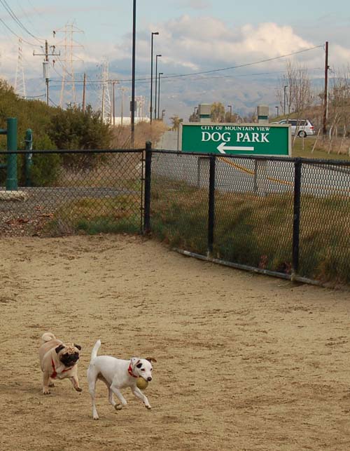 Rio and Sheba Return to the Dog Park