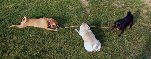 Willow, Rio, Camille and Sheba