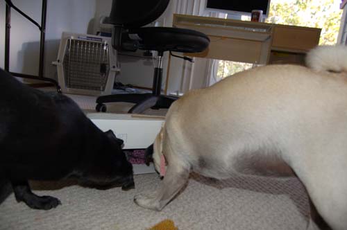 Happy Fun Clothes for Rio and Sheba